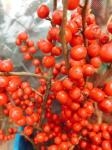 秋の枝物、実ものフェア|「大石生花店」　（静岡県牧之原市の花屋）のブログ